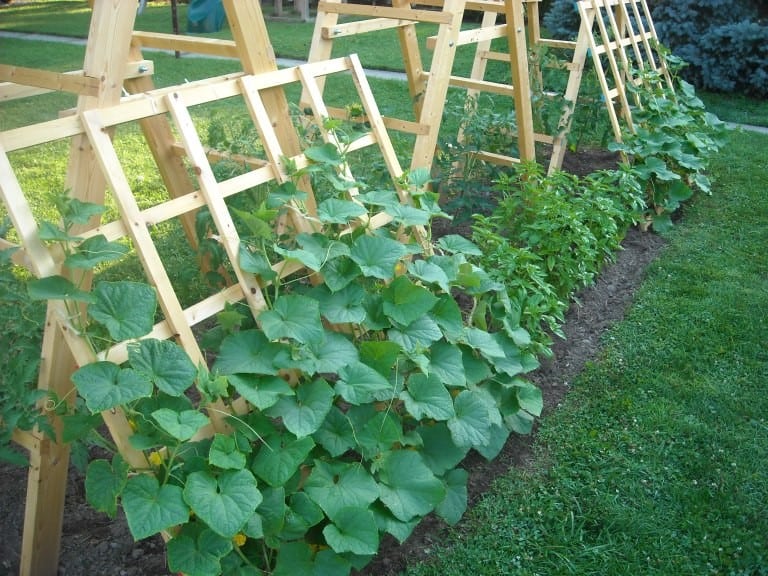 The Cucumber Ladder