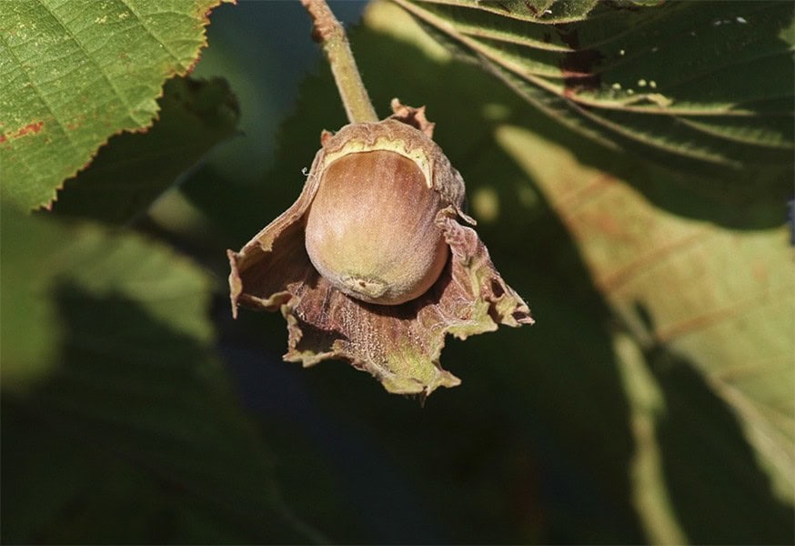 Harvesting and Storing