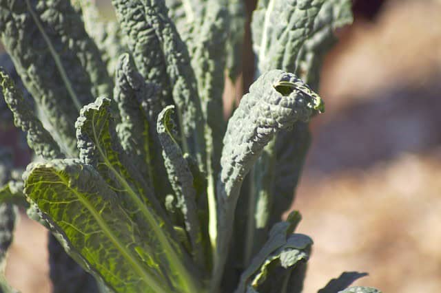 Kale Varieties