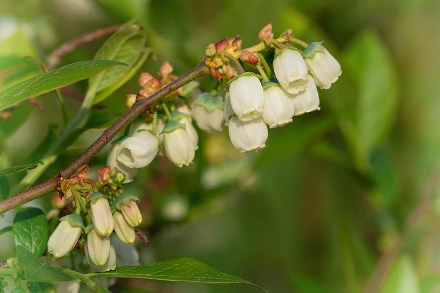 Pinch the Blossoms