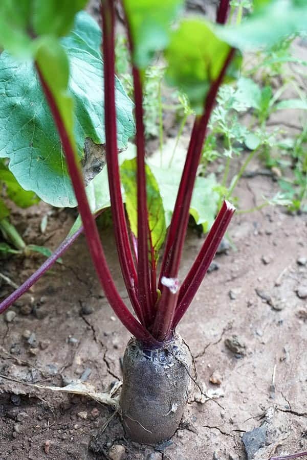 White Rings on Roots