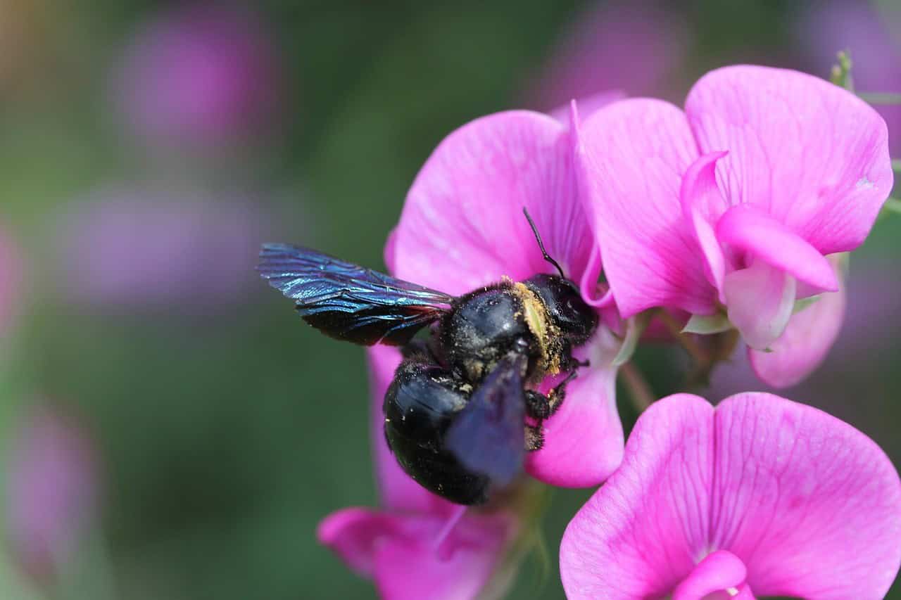 Carpenter Bees