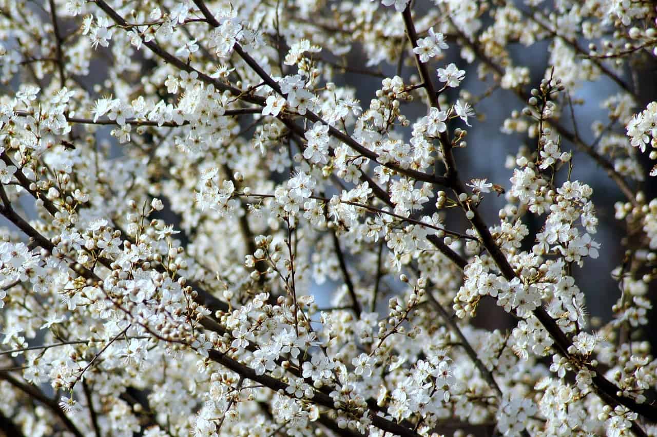 Spray Your Fruit Trees