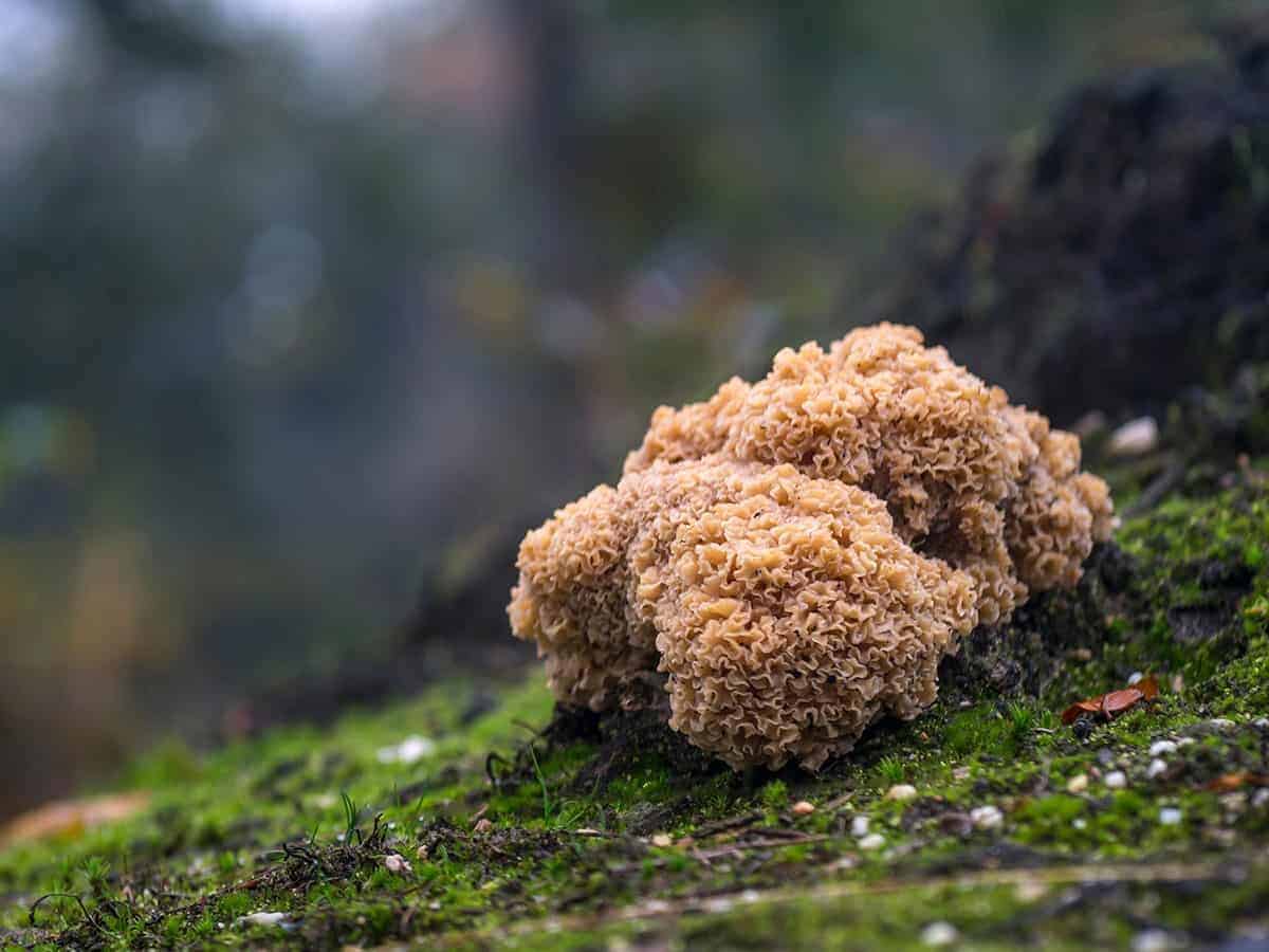 Cauliflower Mushroom