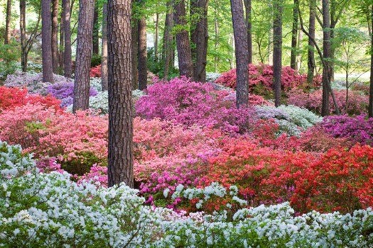 Azaleas