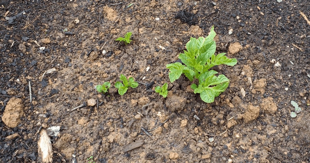 Tips for Peak Potato Production in the Ground