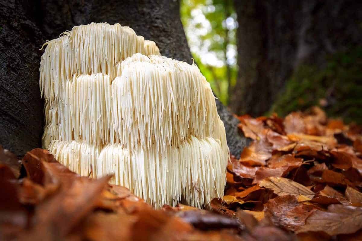 Lion’s Mane Mushrooms