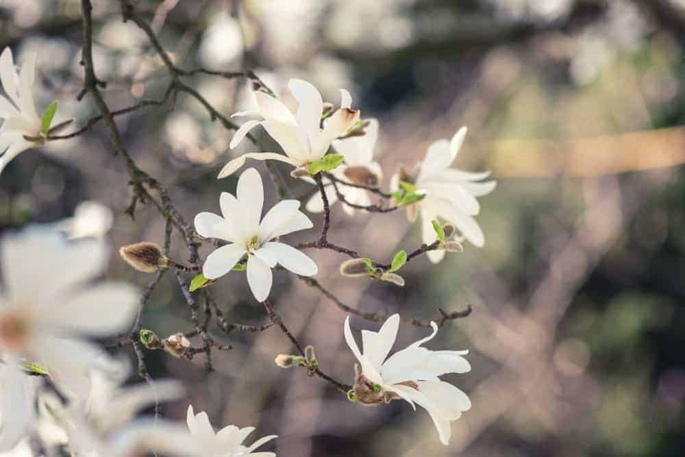 Kobus Magnolia