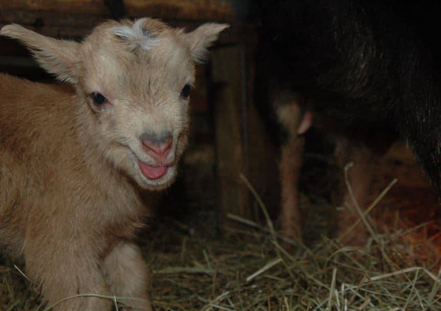 ‘Doing the Deed’ for Breeding Goats