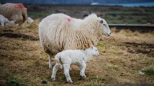 What to Feed Baby Lambs