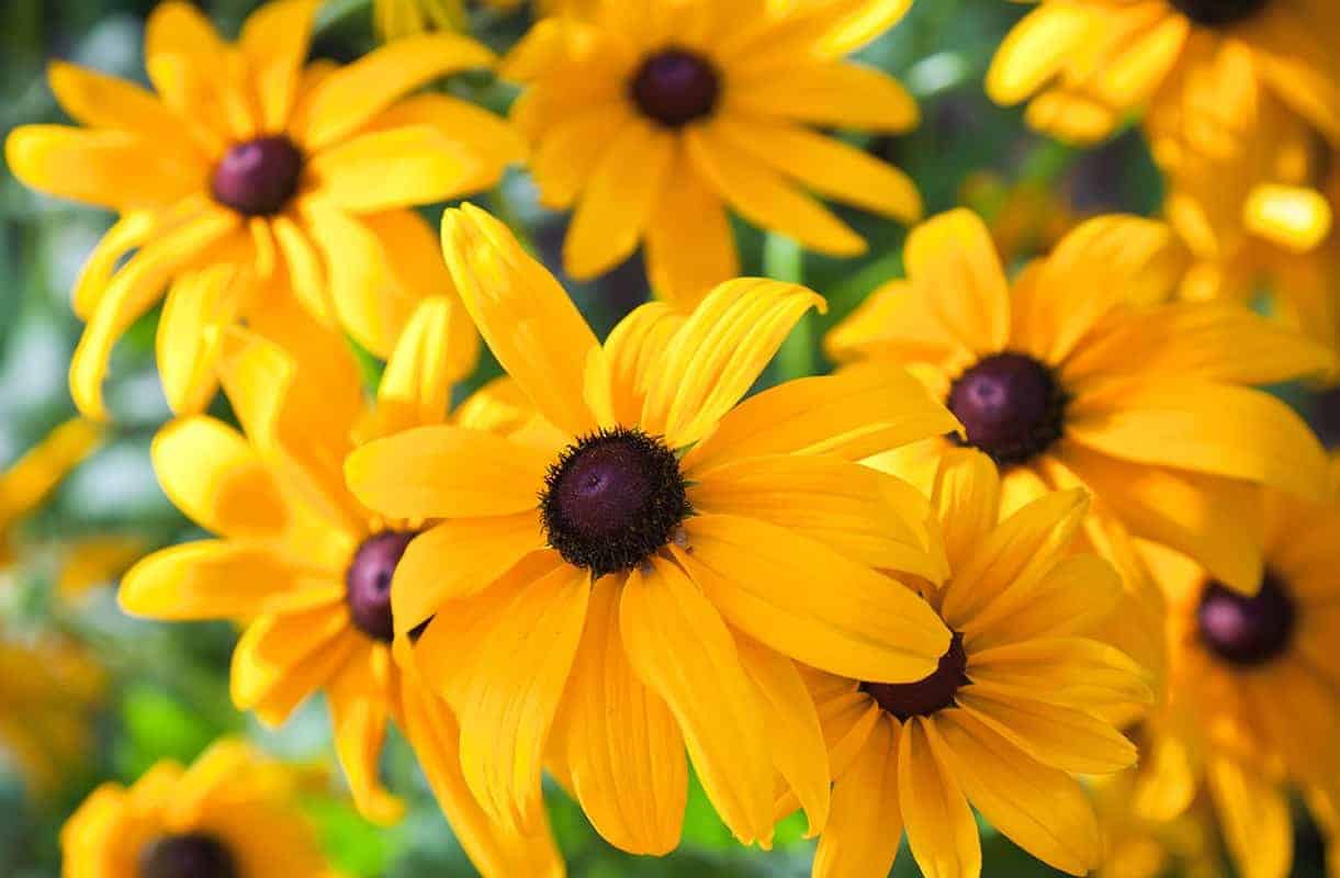 Black-Eyed Susans (Rudbeckia spp.)