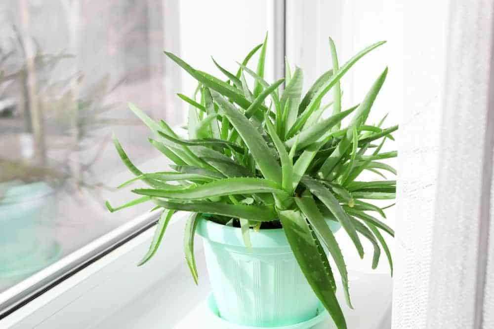 How to Care for Aloe