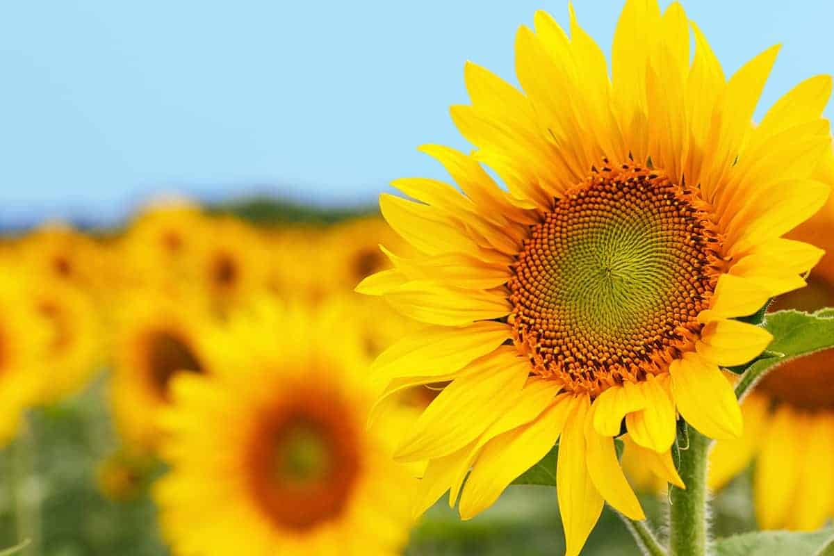 Sunflowers (Helianthus spp.)