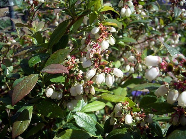 Andromeda (Pieris japonica)