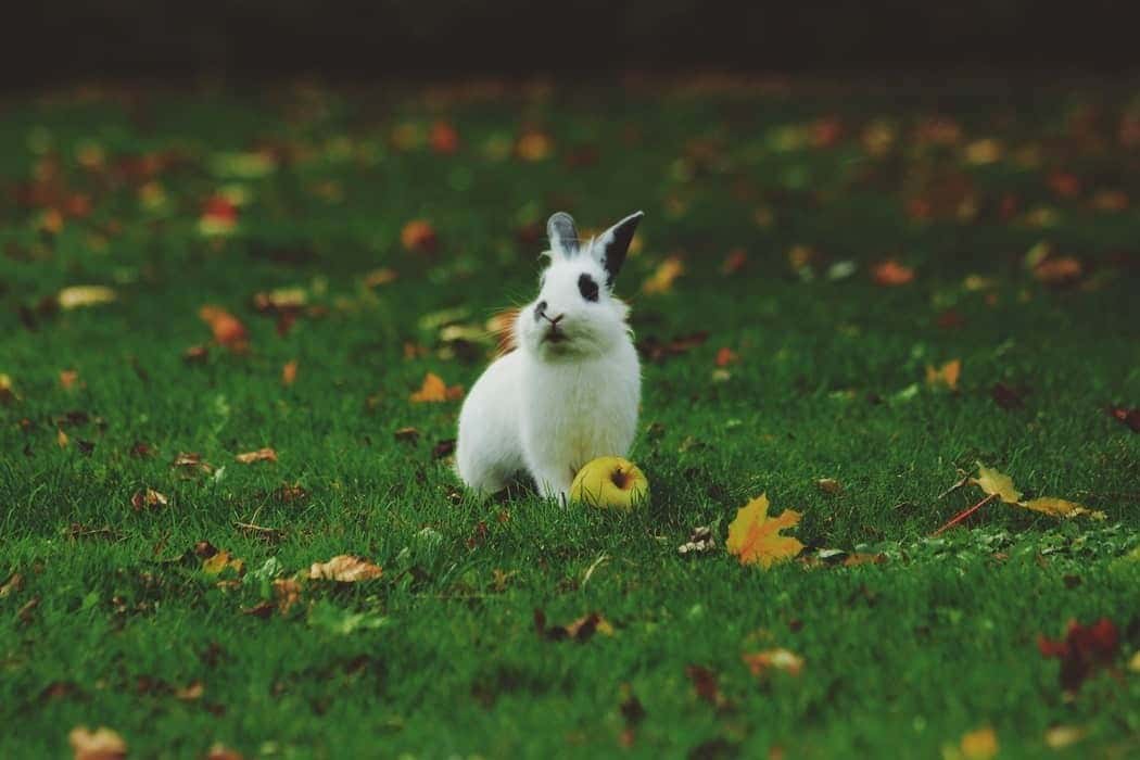 Breeding Fiber Rabbits