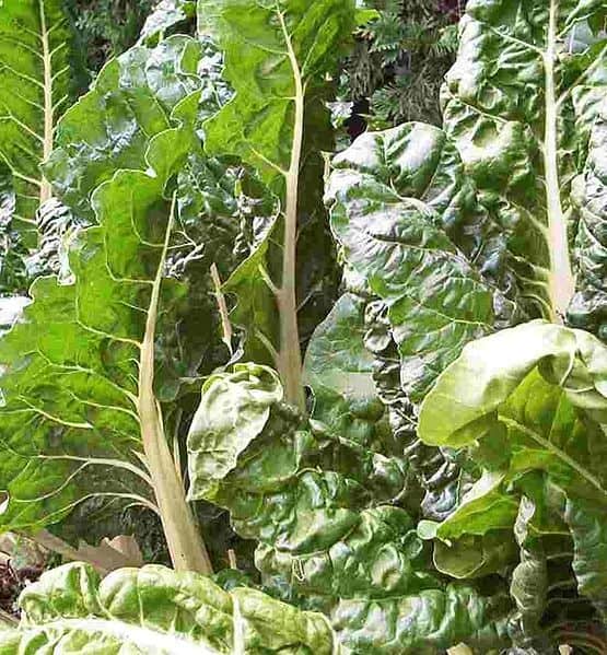 Varieties of Swiss Chard