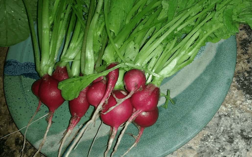 Step 8: Ferment Your Radishes