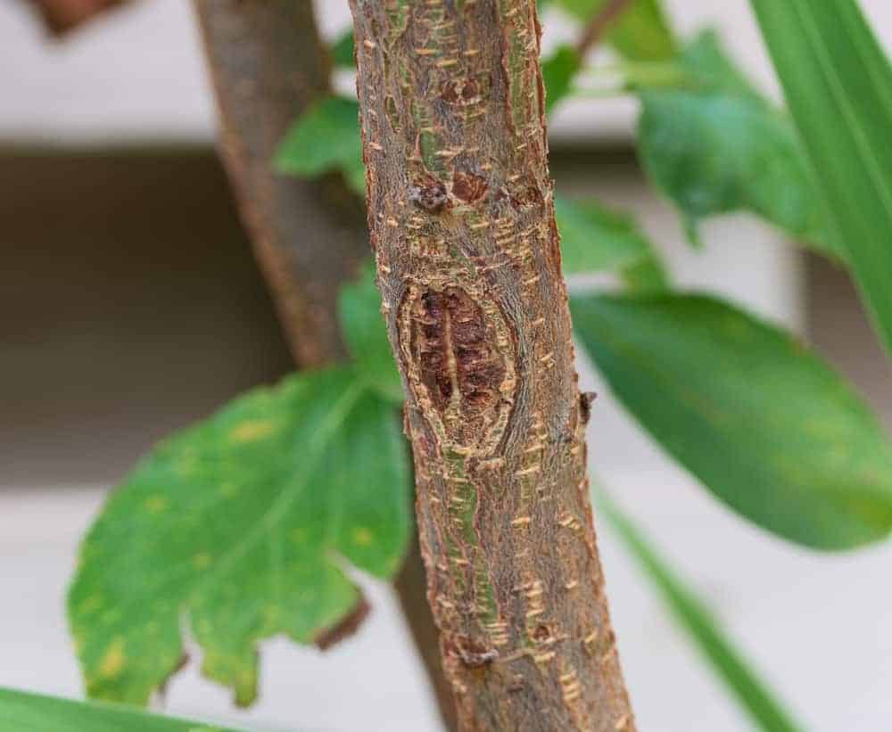 Bacterial Canker