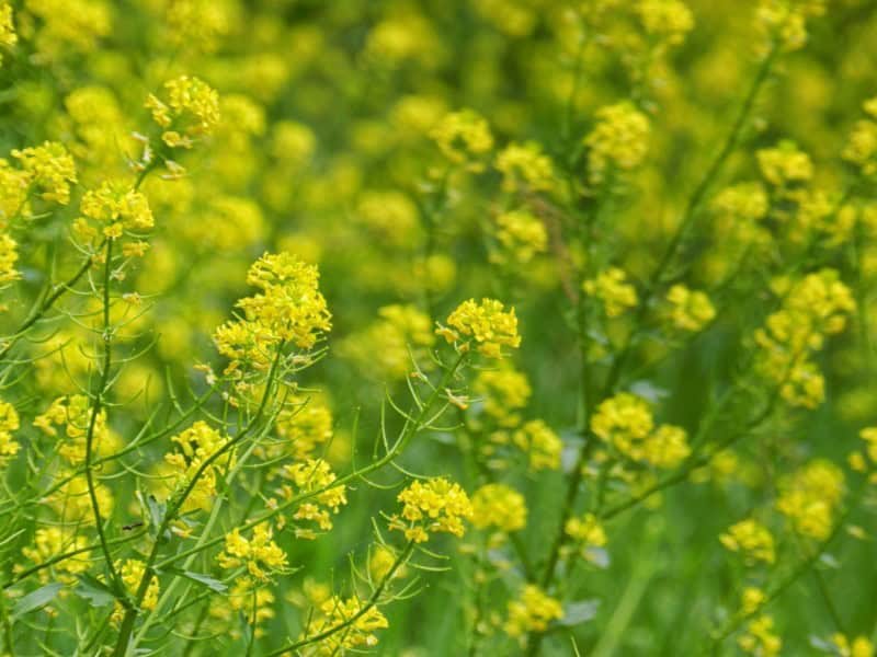 Wintercress