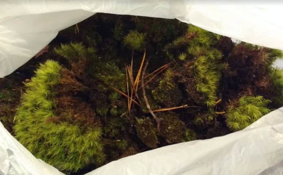 Planting Method 1: Transplant Moss