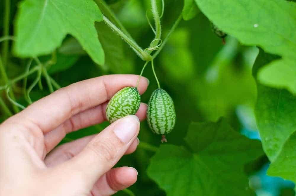 Cucamelons