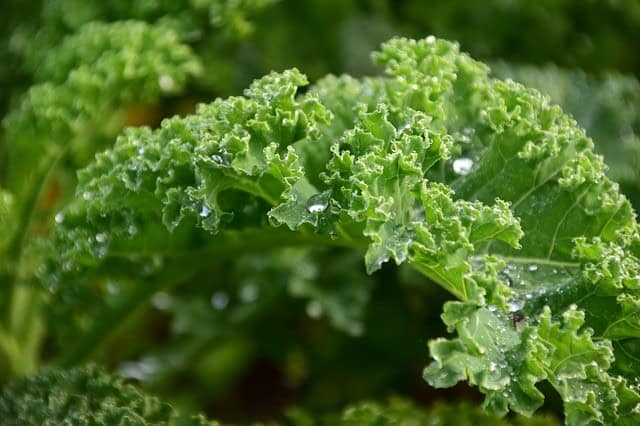 Caring for Your Kale Plants