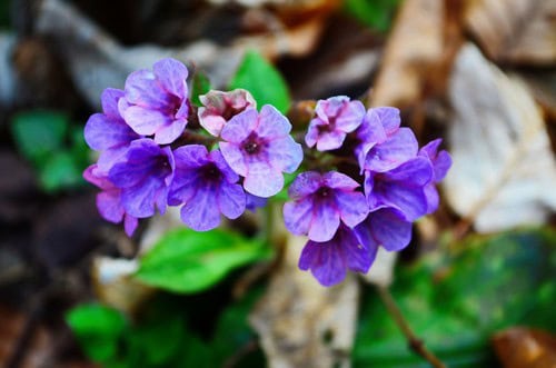 Lungwort