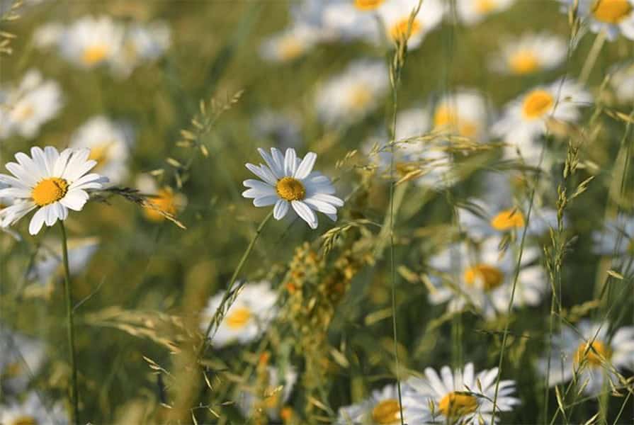 Perennial Herbs