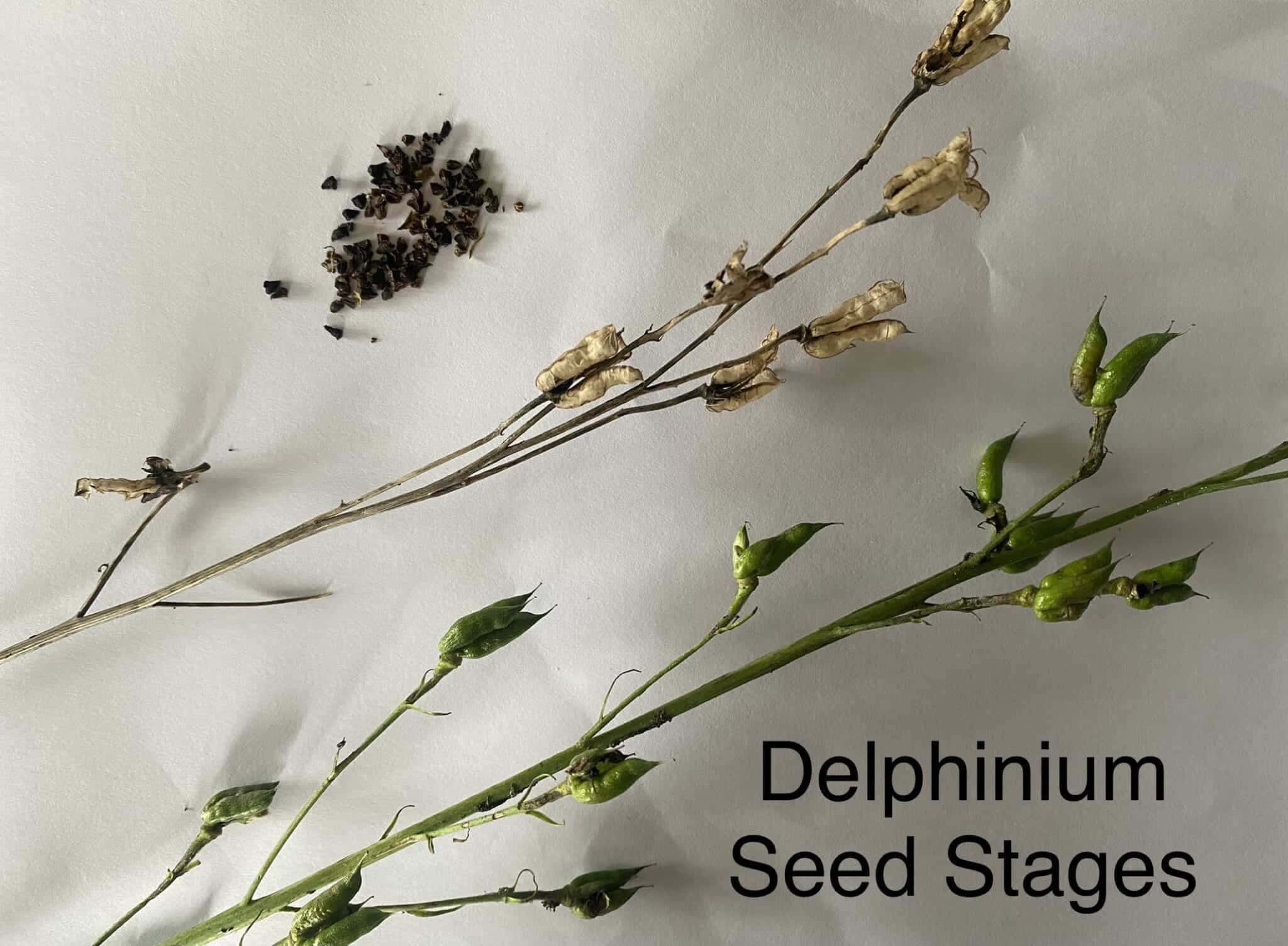 Growing Delphiniums From Seed