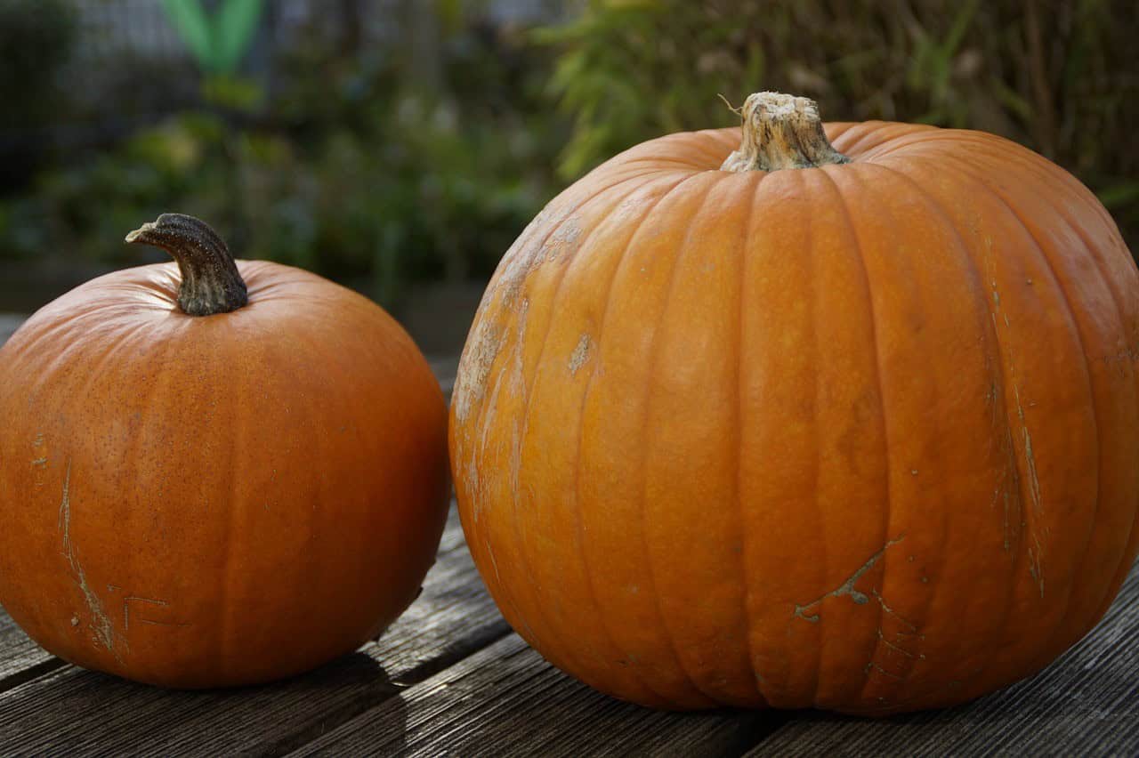 Small Pumpkins