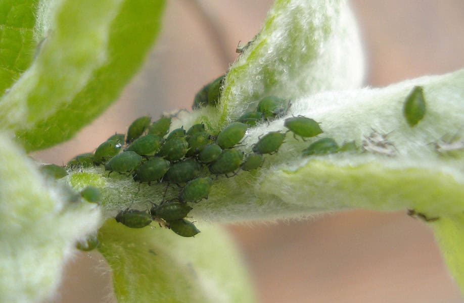 Aphids