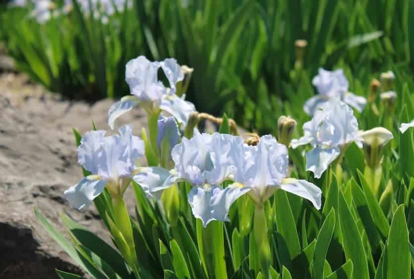 Winter Irises (Iris histrioides): Zones 5-8