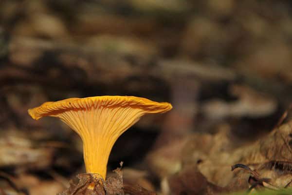 Chanterelle