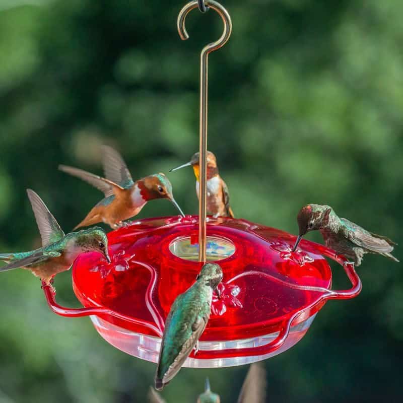 Hummingbird Feeders