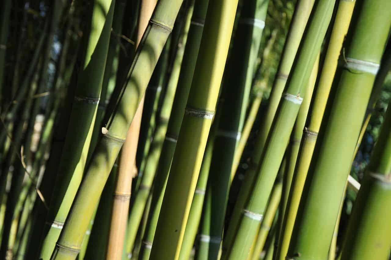 What is Bamboo?