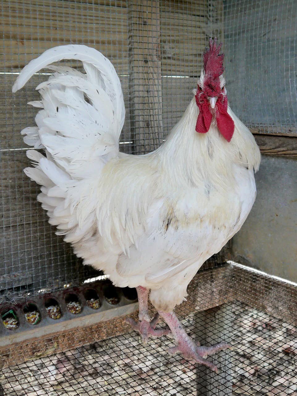 White Leghorn (And Brown)