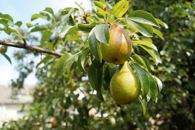 Pear Trees