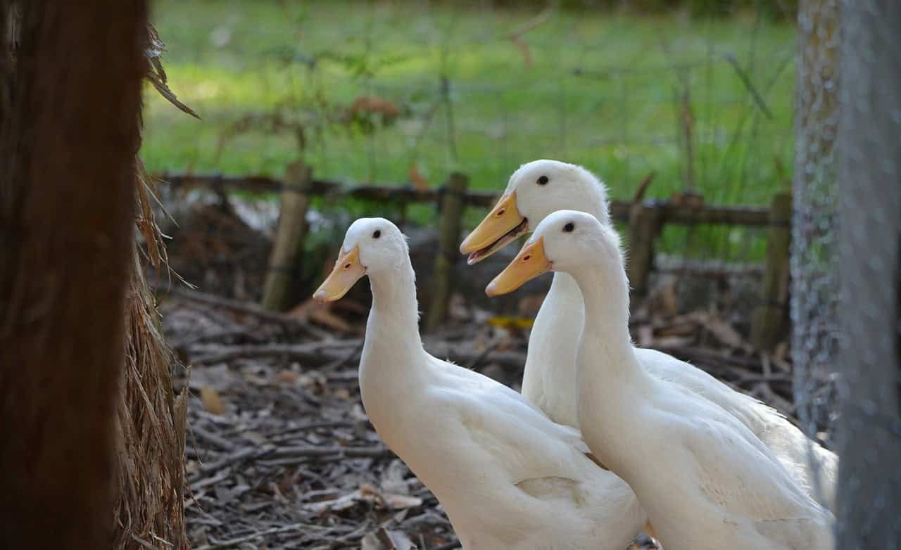 How To Feed Your Ducks