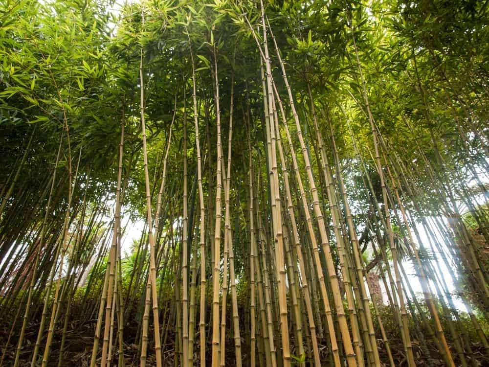 Bamboo