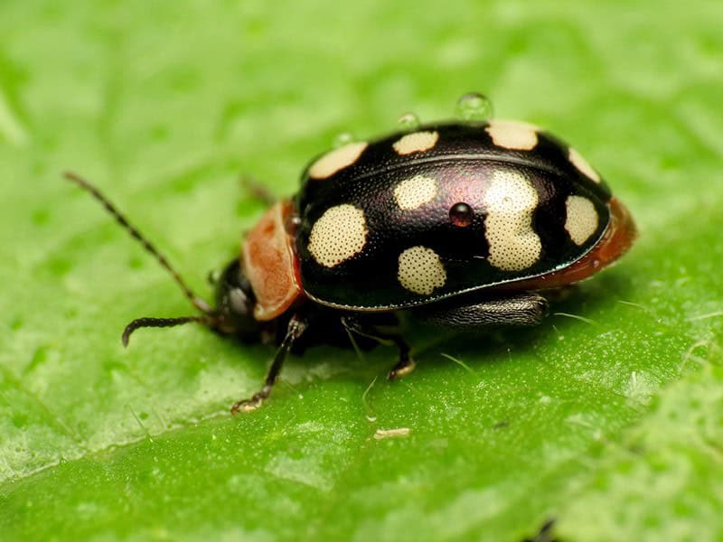 Flea Beetles