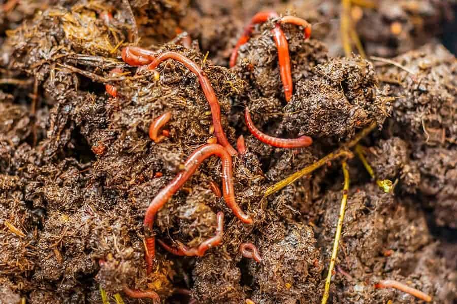 Vermicomposting