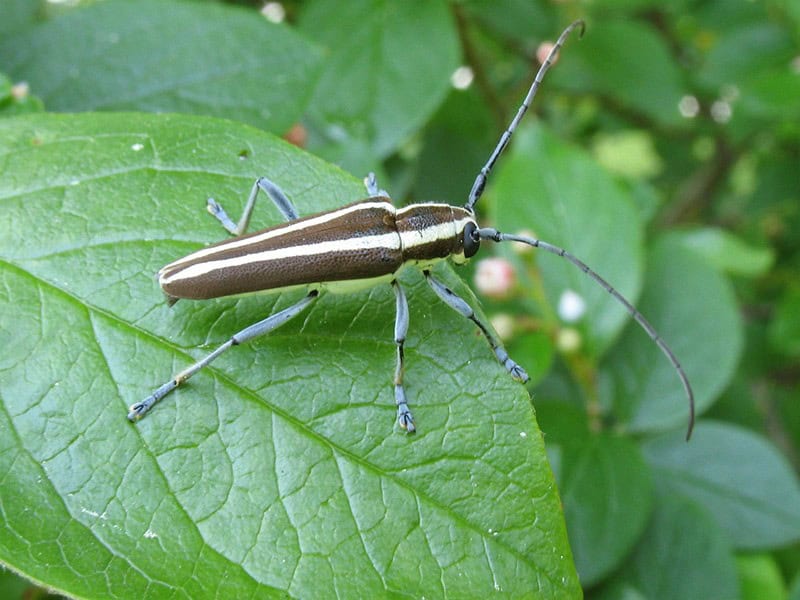 Apple Tree Borer