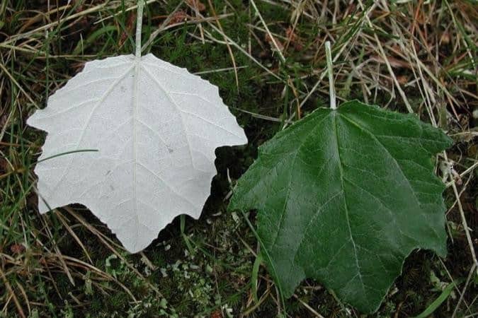 White poplar