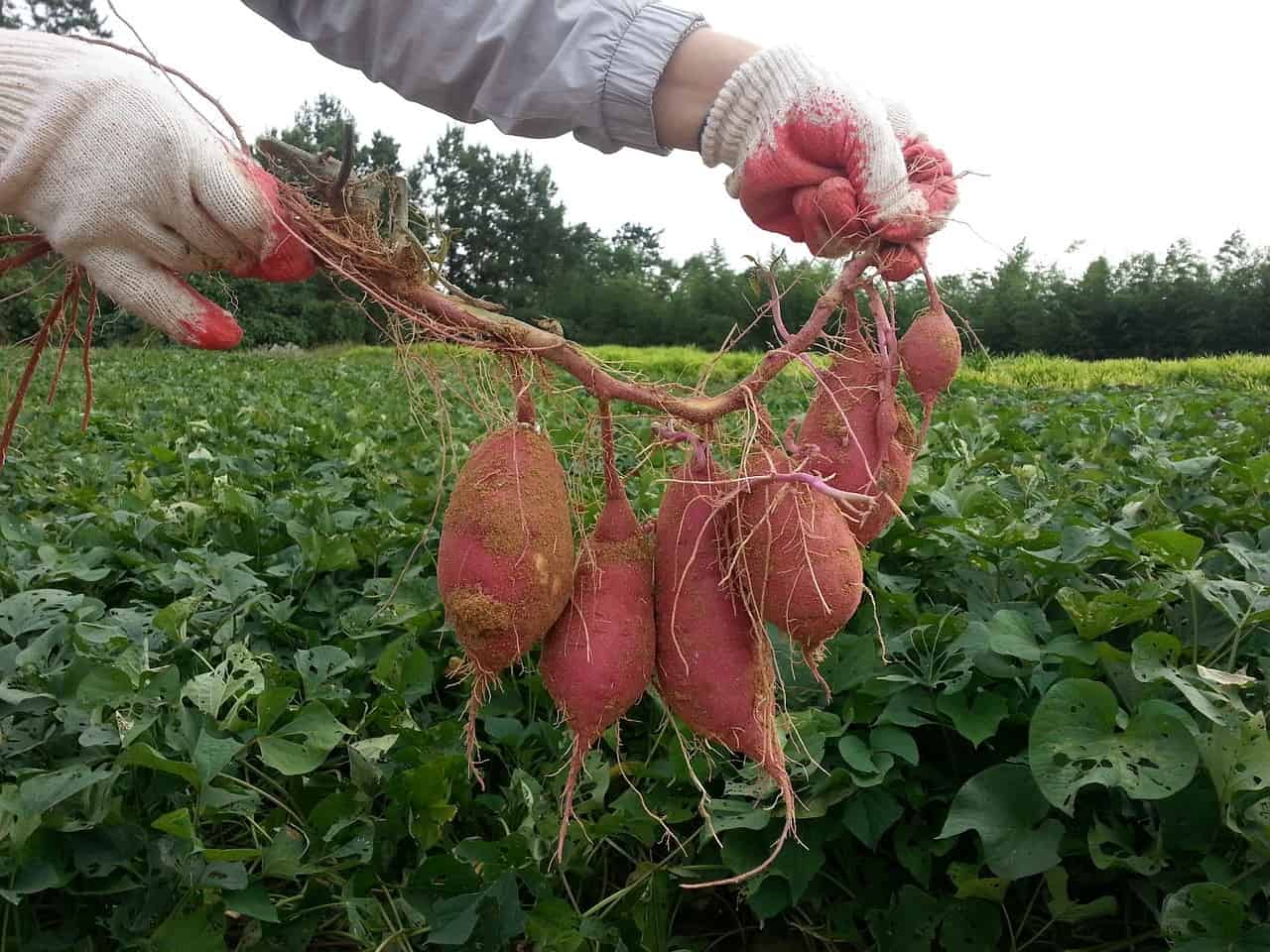 Harvesting and Storing Sweet Potatoes