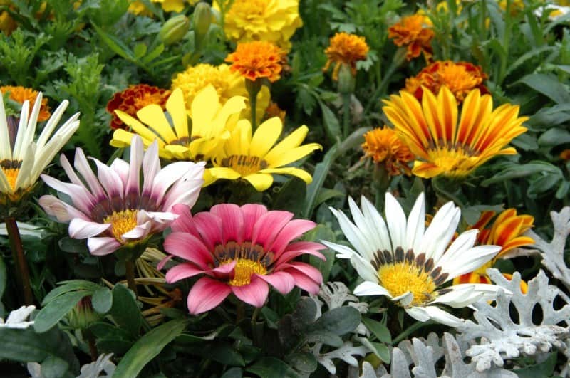 Gazanias