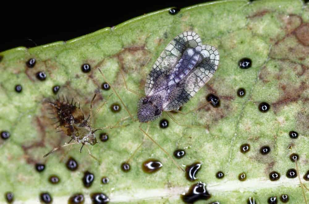 What Should I Do about Lace Bugs?