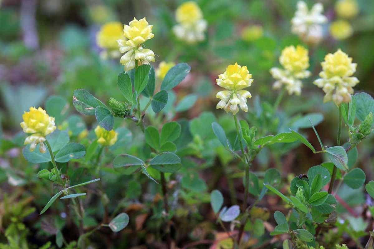 Try a Cover Crop in the Fall Before Planting