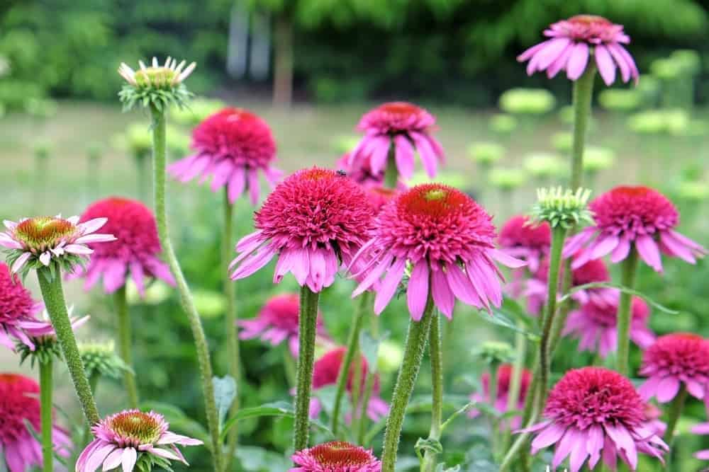 Coneflowers