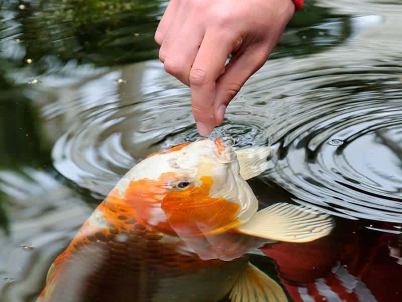 Feeding the Fish