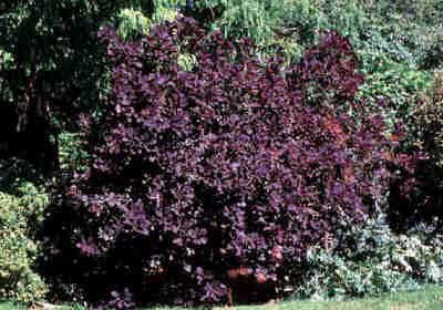 Purple Smoke Bushes